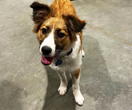 Banfield Pet Hospital