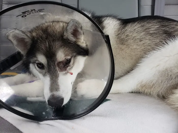 Banfield Pet Hospital Picture 7