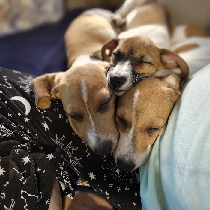 Banfield Pet Hospital Picture 5