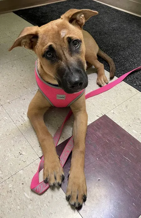 And Dogs Too Veterinary Clinic Picture 3