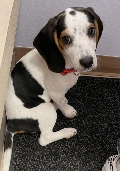 And Dogs Too Veterinary Clinic Picture 2