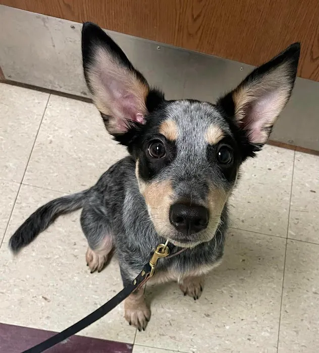 And Dogs Too Veterinary Clinic Picture 1