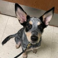 And Dogs Too Veterinary Clinic ico