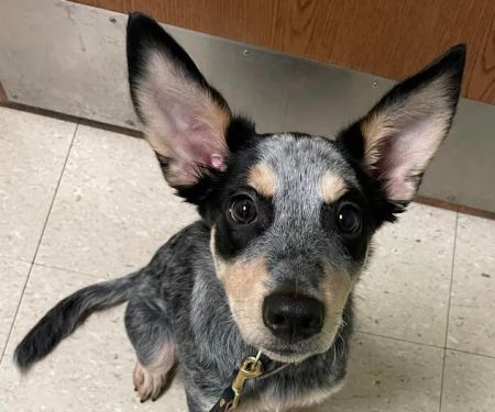 And Dogs Too Veterinary Clinic