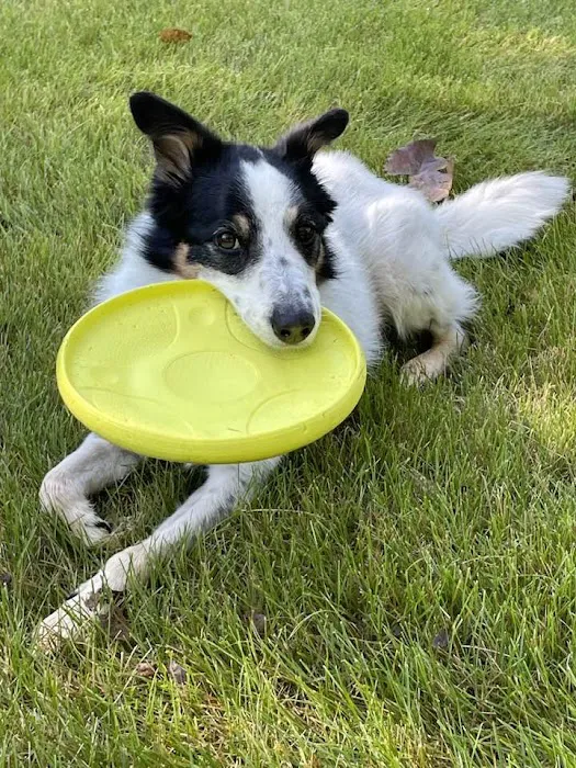 And Dogs Too Veterinary Clinic Picture 8