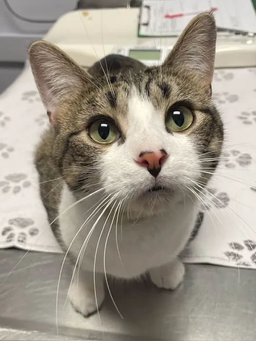 And Dogs Too Veterinary Clinic Picture 5