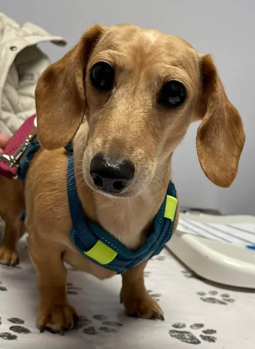 And Dogs Too Veterinary Clinic Picture 6