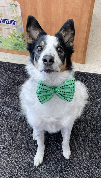 And Dogs Too Veterinary Clinic Picture 7