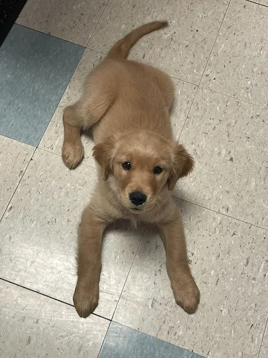 And Dogs Too Veterinary Clinic Picture 4