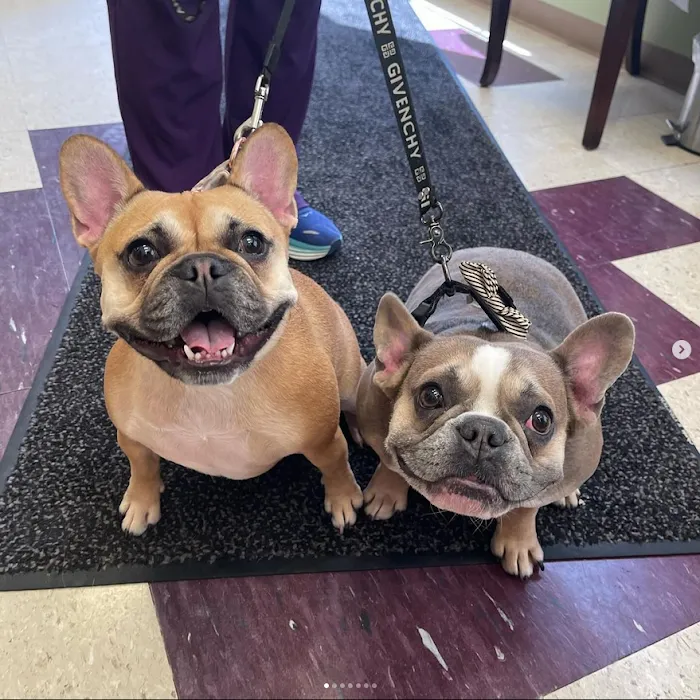 And Dogs Too Veterinary Clinic Picture 10