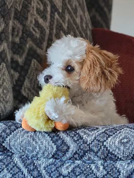 Middleton Veterinary Hospital Picture 1