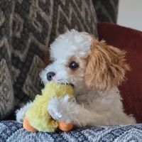 Middleton Veterinary Hospital ico