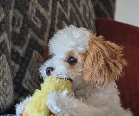 Middleton Veterinary Hospital