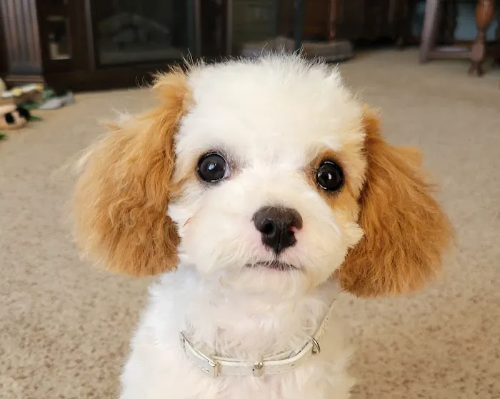 Middleton Veterinary Hospital Picture 2