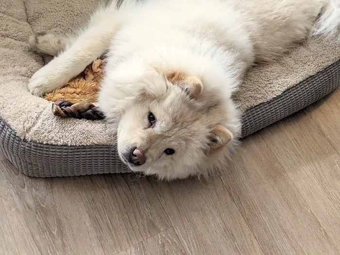 Middleton Veterinary Hospital Picture 6