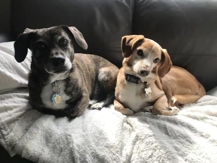 Middleton Veterinary Hospital Picture 5