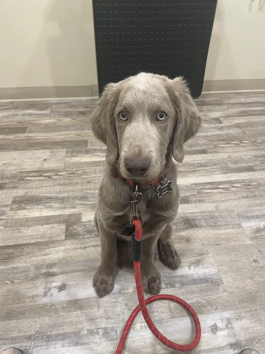 Middleton Veterinary Hospital Picture 7