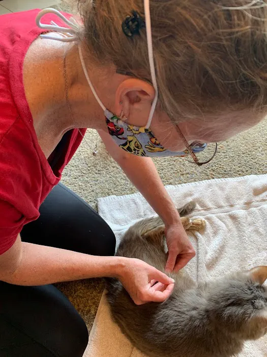 The Comfort Vet Picture 2