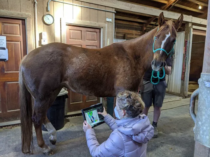 The Comfort Vet Picture 4