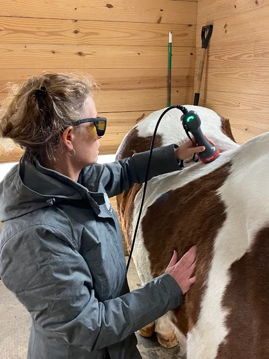 The Comfort Vet Picture 5