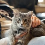 Knight Veterinary Clinic LLC