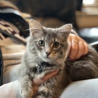 Knight Veterinary Clinic LLC ico