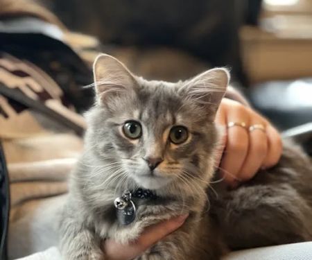 Knight Veterinary Clinic LLC