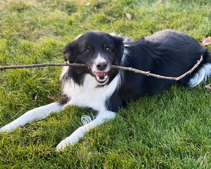 Knight Veterinary Clinic LLC Picture 4