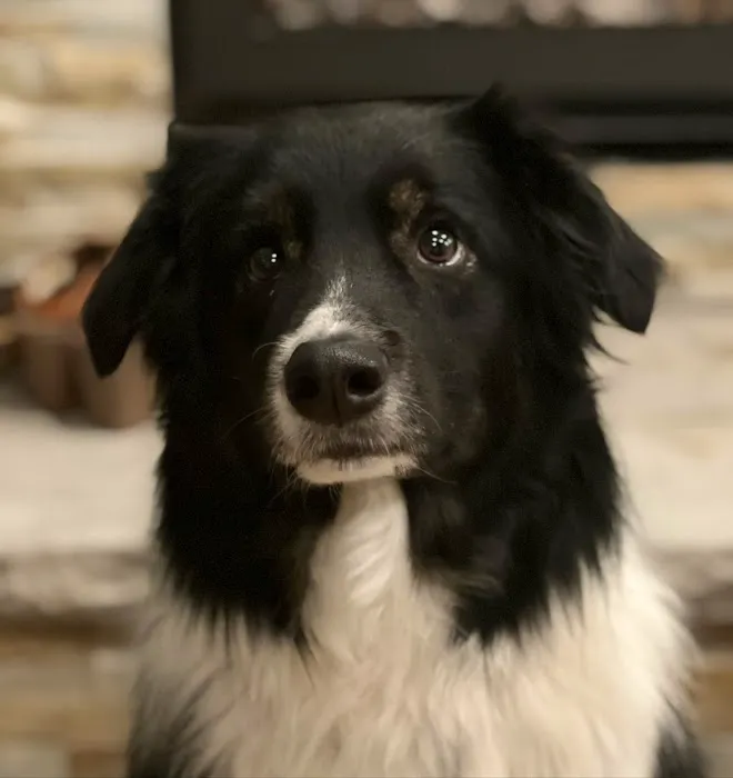 Knight Veterinary Clinic LLC Picture 8