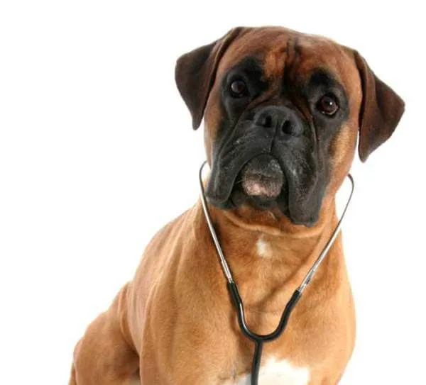 Animart's Veterinary Wellness Center Picture 1