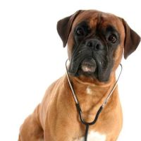 Animart's Veterinary Wellness Center ico