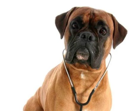 Animart's Veterinary Wellness Center