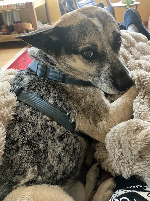 Sandhill Pet Clinic Picture 5