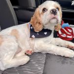 Truesdell Animal Care Hospital & Clinic