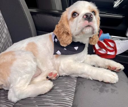 Truesdell Animal Care Hospital & Clinic