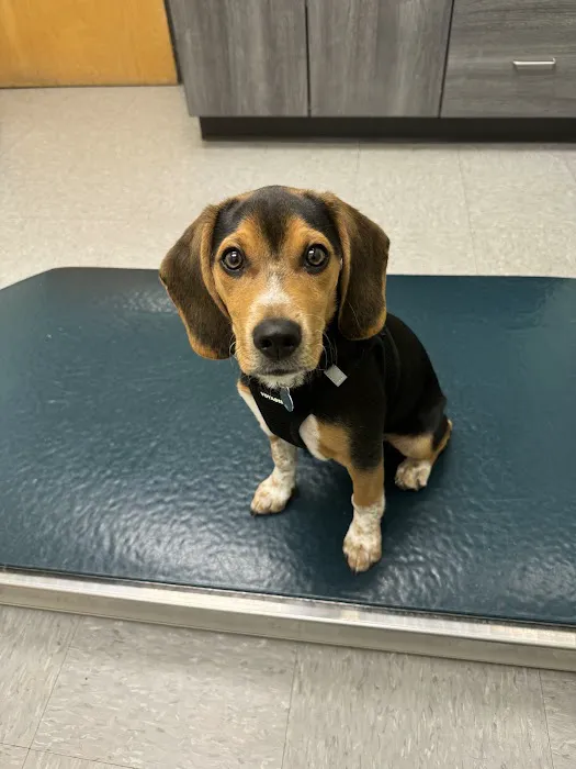 Truesdell Animal Care Hospital & Clinic Picture 4