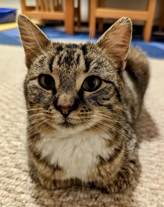 Truesdell Animal Care Hospital & Clinic Picture 9