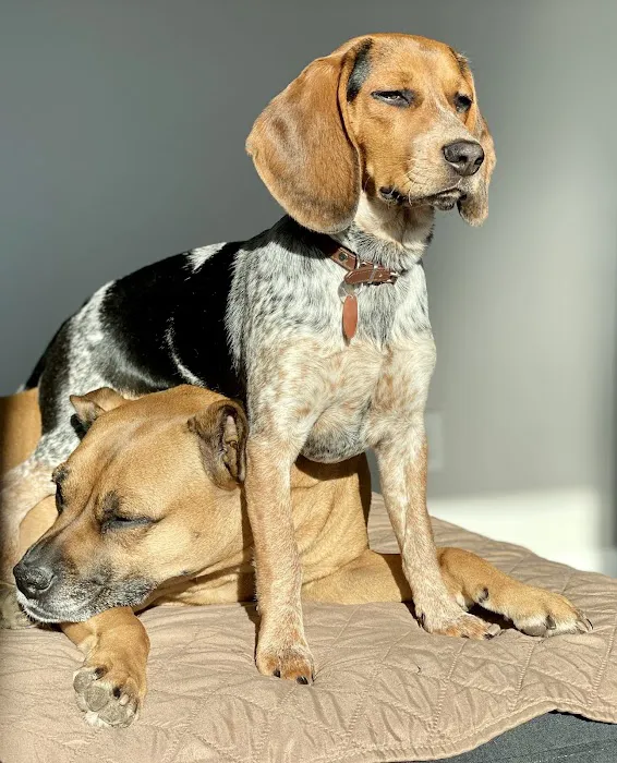 Back 2 Basics Vet Clinic Picture 4