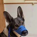 Deer Grove Veterinary Clinic