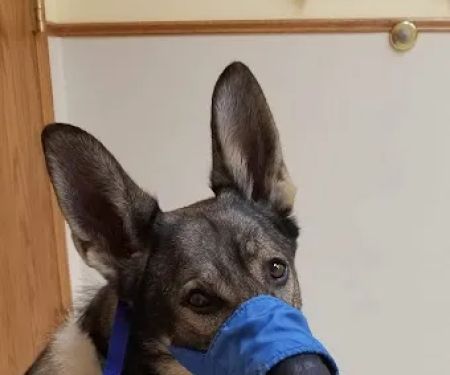 Deer Grove Veterinary Clinic