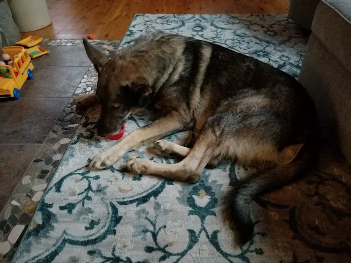 Deer Grove Veterinary Clinic Picture 3