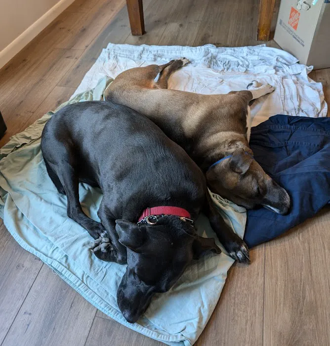 All for Pets Veterinary Clinic Picture 7