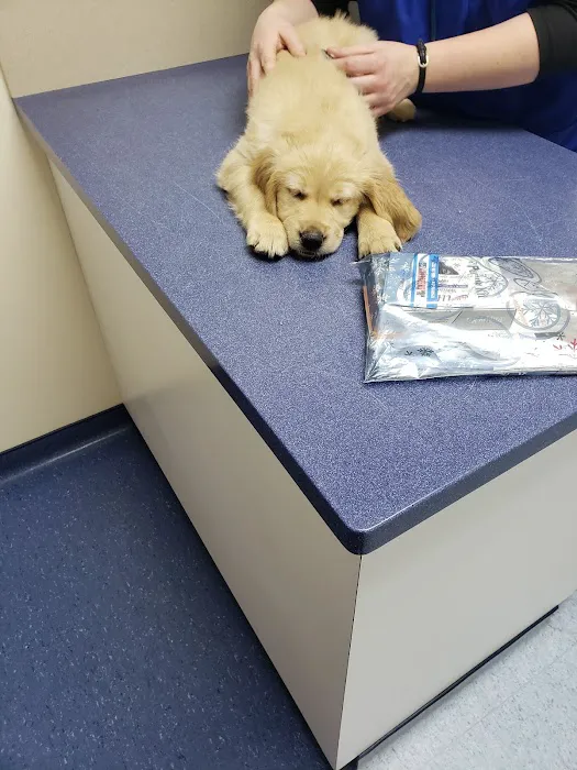 All for Pets Veterinary Clinic Picture 5