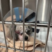 Veterinary Emergency Group ico