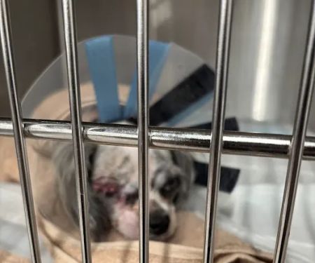 Veterinary Emergency Group