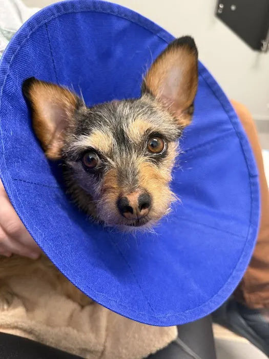 Veterinary Emergency Group Picture 6