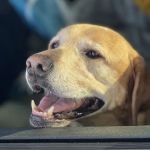 A Breed Apart Animal Hospital