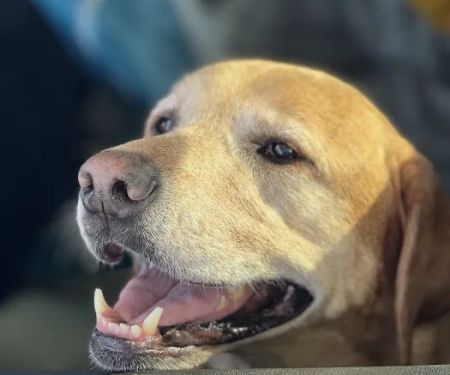 A Breed Apart Animal Hospital