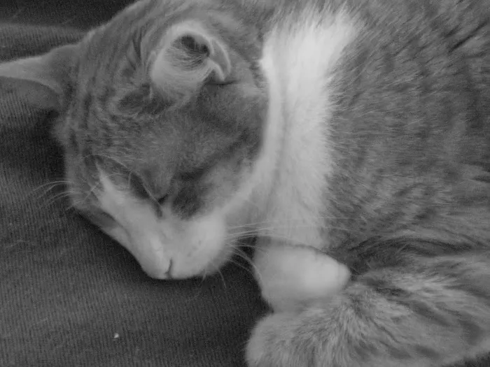 A Breed Apart Animal Hospital Picture 5