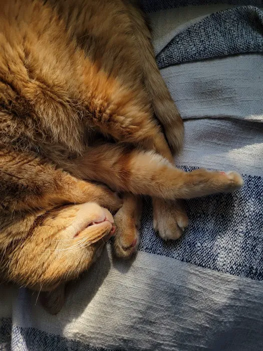 A Breed Apart Animal Hospital Picture 7